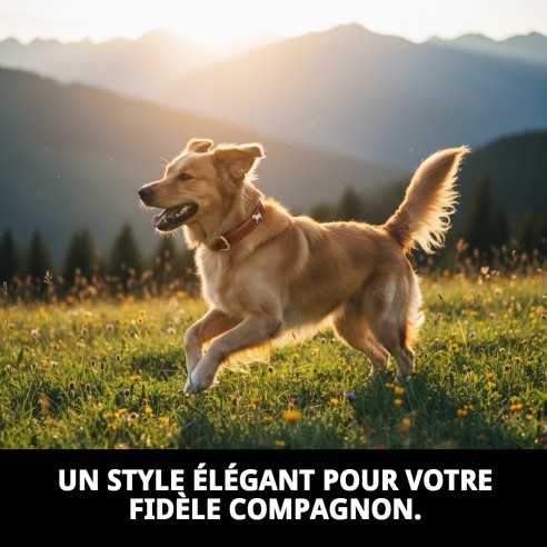 Collier en Cuir pour Chien 50x2,5 cm - Style et Confort