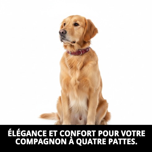 Collier en cuir Forniture 2x45 cm pour animaux de compagnie élégants.