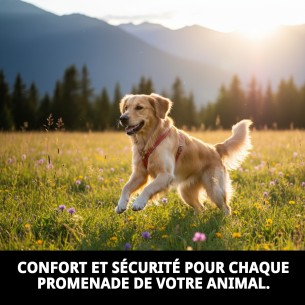 Collier en cuir rembourré 25 cm - Confort et style pour votre animal de compagnie 2