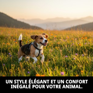 Harnais en cuir avec fourniture de 25 cm pour votre animal de compagnie. 2