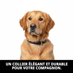 Collier en cuir lisse avec accessoires - 45 cm pour animaux de compagnie 2