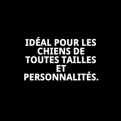 Harnais avec Laisse Fluorescente 1,3 Couleurs pour Votre Animal de Compagnie