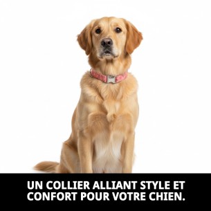 Collier Moly Saumon T-4 : Confort et Style pour votre Chien 2